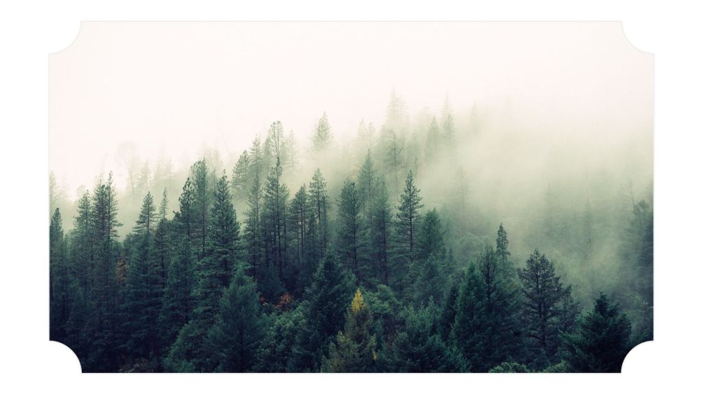 Silver and Shadow, Spruce and&nbsp;Pine